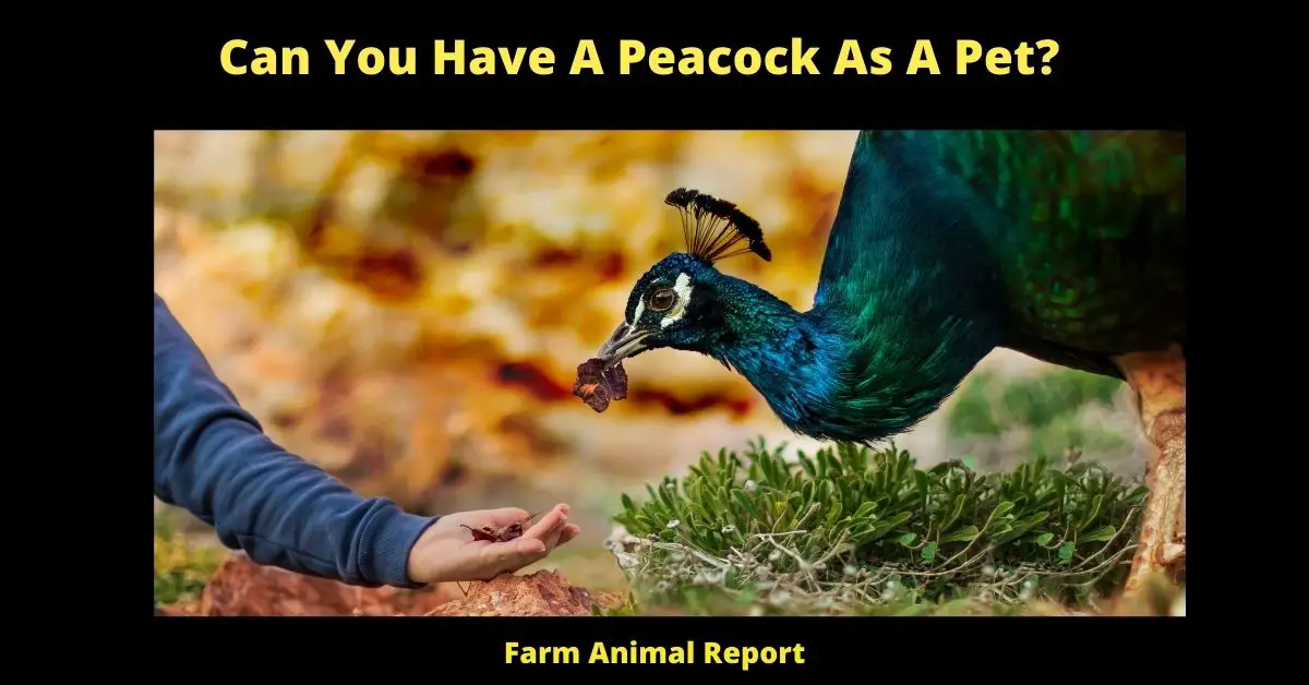 Can You Have A Peacock As A Pet? 2