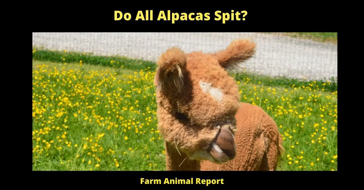 Do All Alpacas Spit?