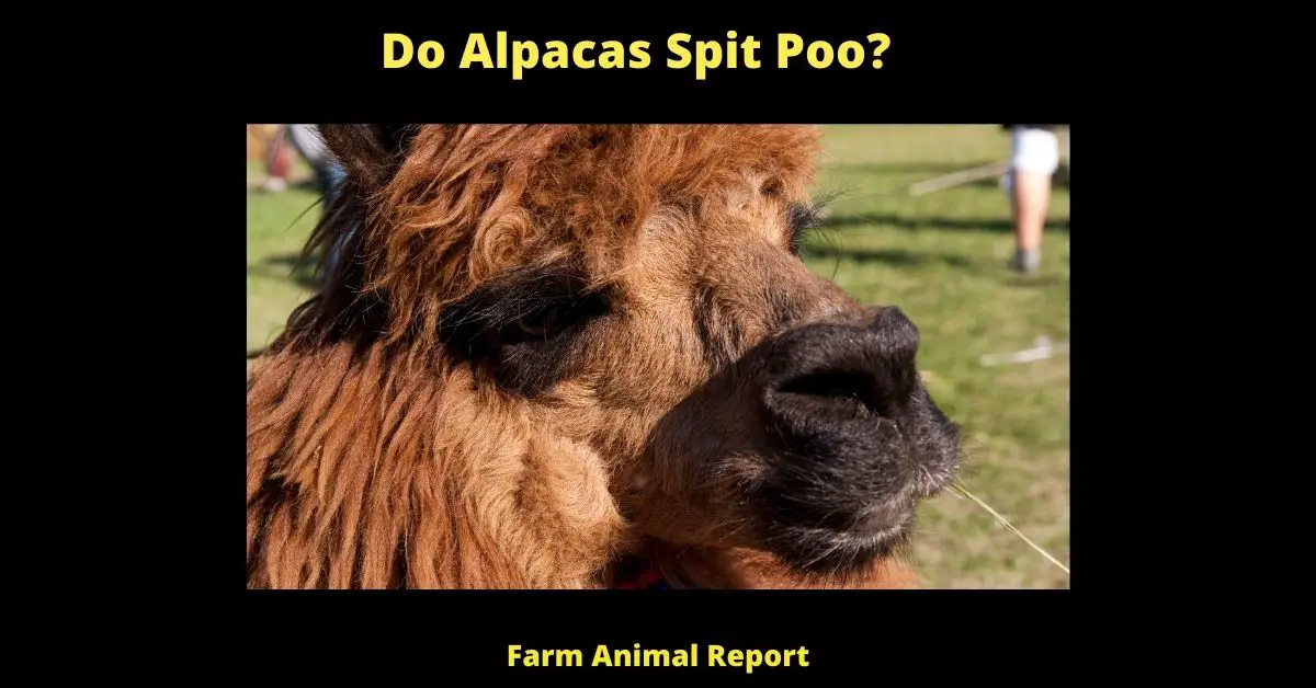 Do Alpacas Spit Poo? 1