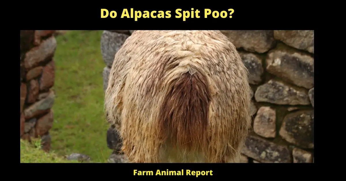 Do Alpacas Spit Poo?