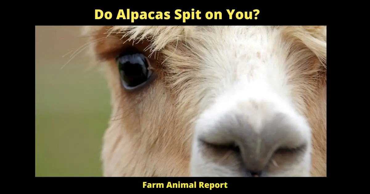 Do Alpacas Spit on You?