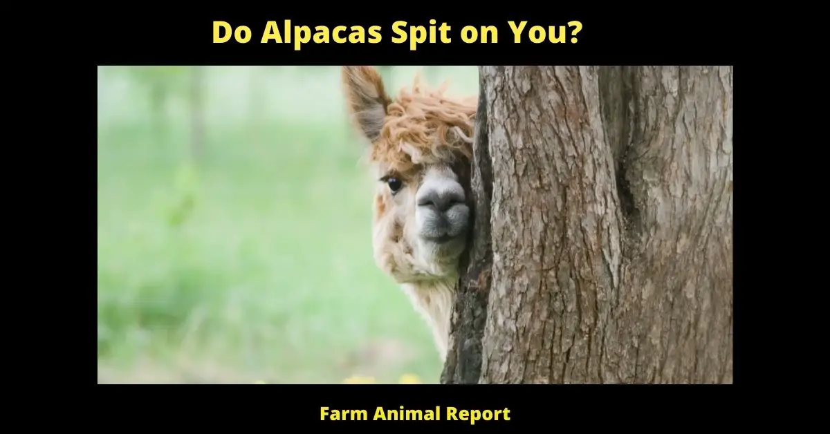 Do Alpacas Spit on You? 1