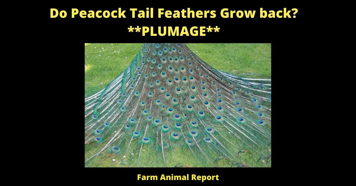 Do Peacock Tail Feathers Grow back? **PLUMAGE** 1
