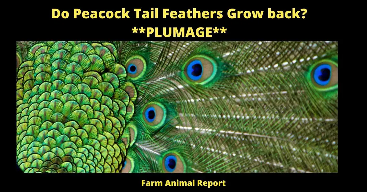 Do Peacock Tail Feathers Grow back? **PLUMAGE** 2