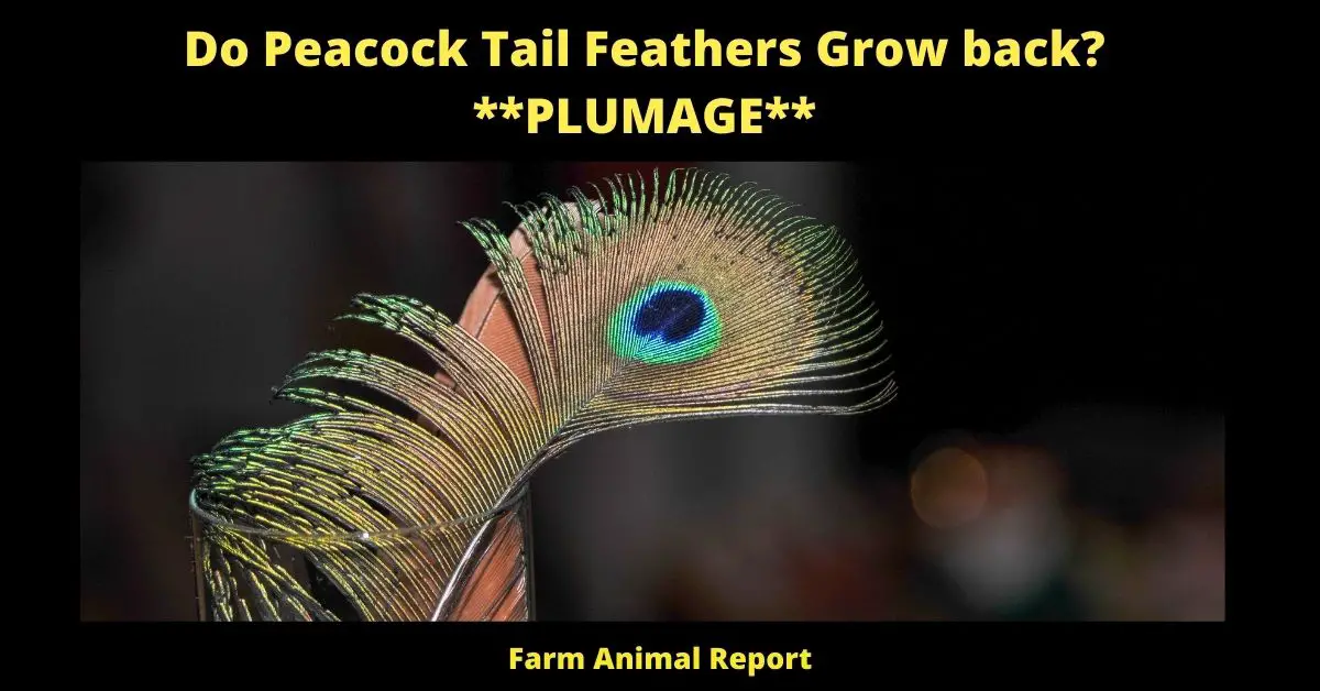 Do Peacock Tail Feathers Grow back? **PLUMAGE** 3