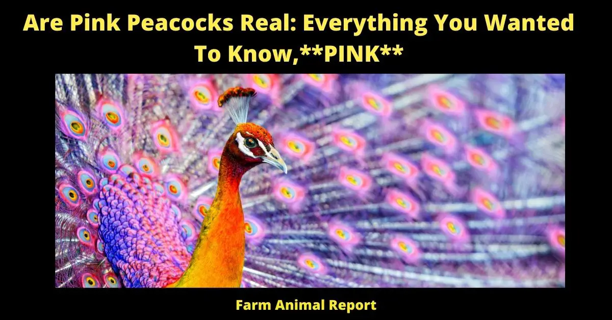 Are Pink Peacocks Real: Everything You Wanted To Know,**PINK**