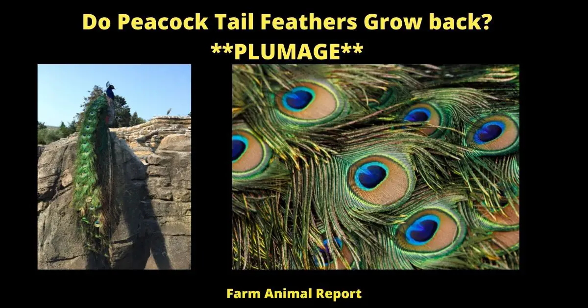 Do Peacock Tail Feathers Grow back? **PLUMAGE**
