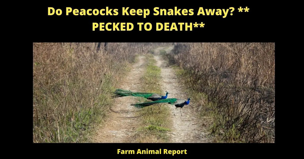 Cobra: Do Peacocks Eat Snakes | Peacocks | Snakes | Peacock | Snake | PDF 1