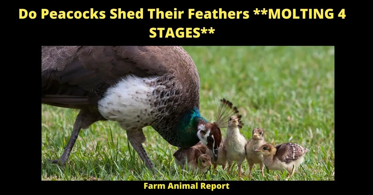 4 Stages: Do Peacocks Shed Their Feathers | Peacocks | Peacock Feather (2022) 2