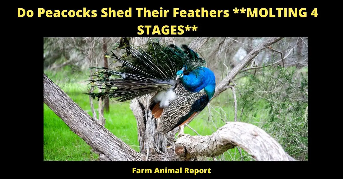 Do Peacocks Shed Their Feathers **MOLTING 4 STAGES**