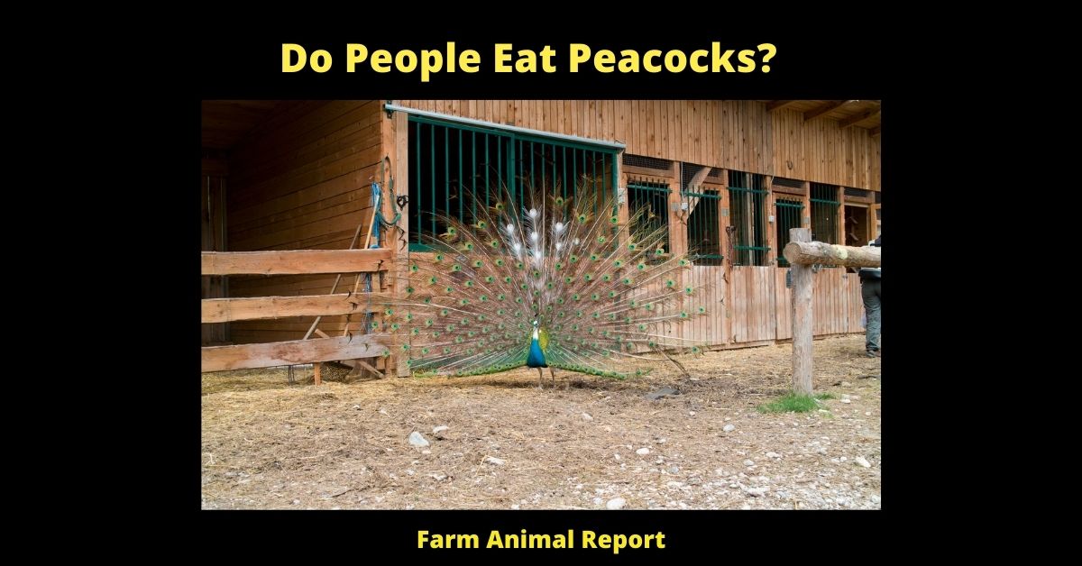 Do People Eat Peacocks? **GAMEY** 1