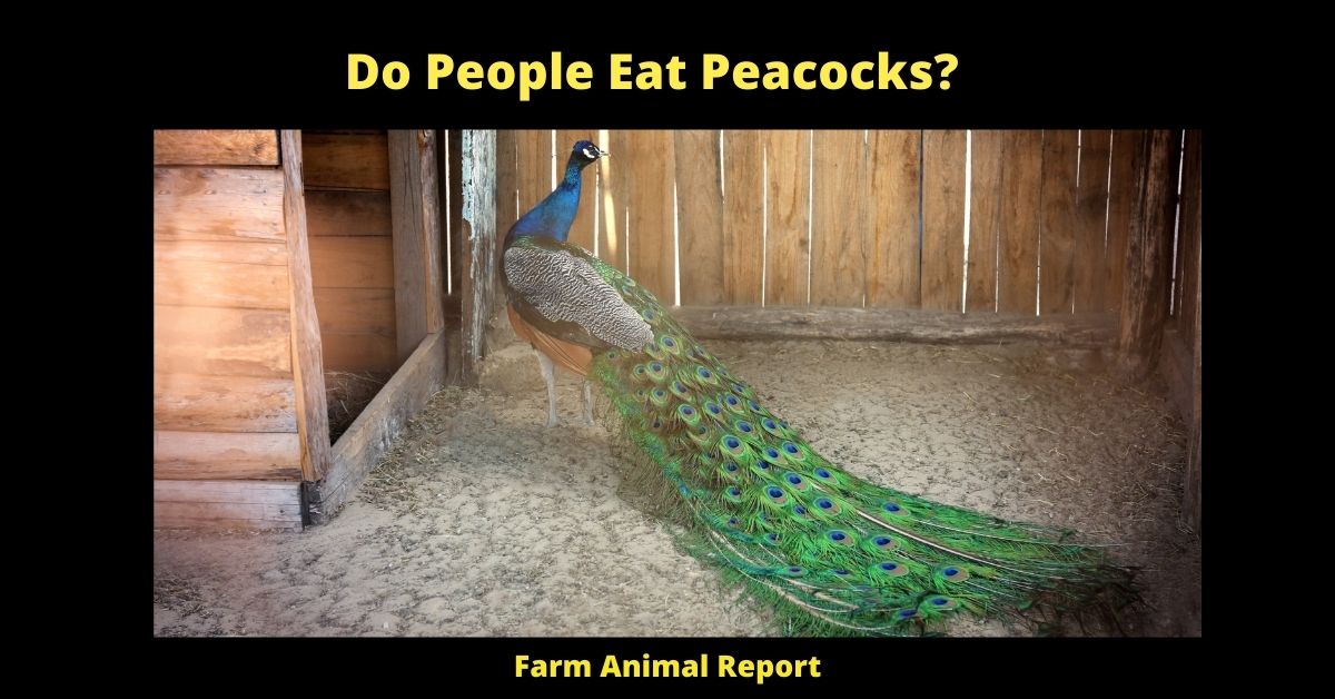 Do People Eat Peacocks (2023)? **GAMEY** 2