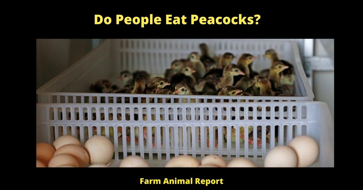 Do People Eat Peacocks?