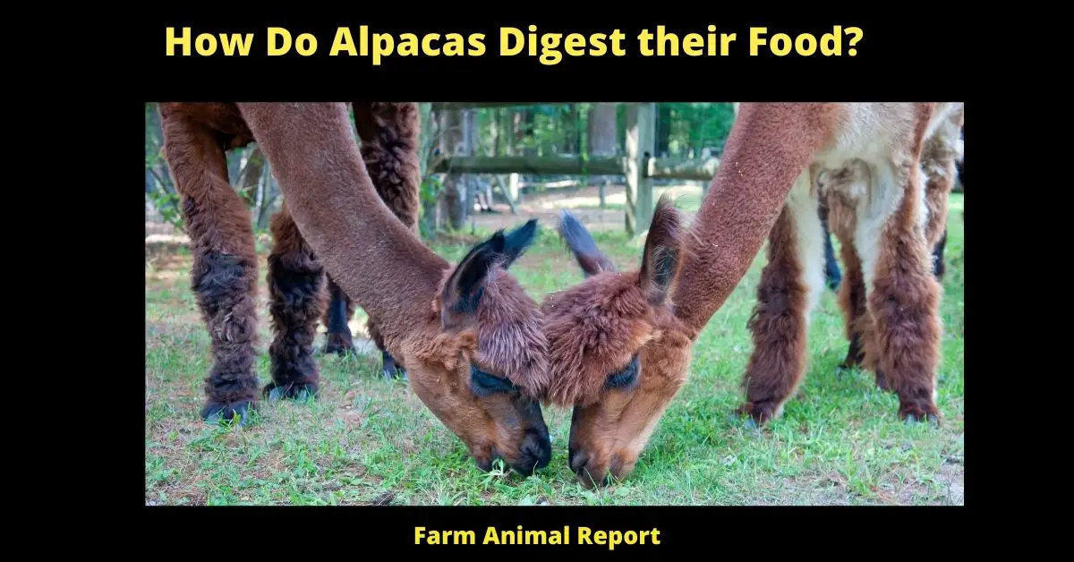 How Do Alpacas Digest their Food? 1