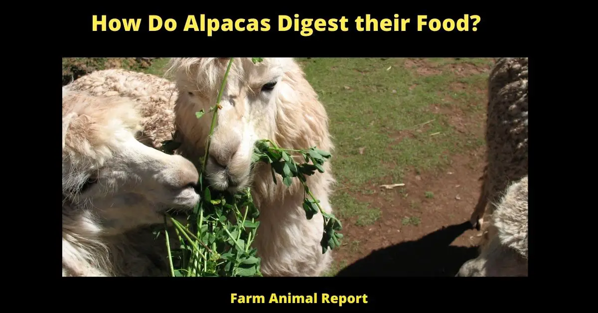 How Do Alpacas Digest their Food?