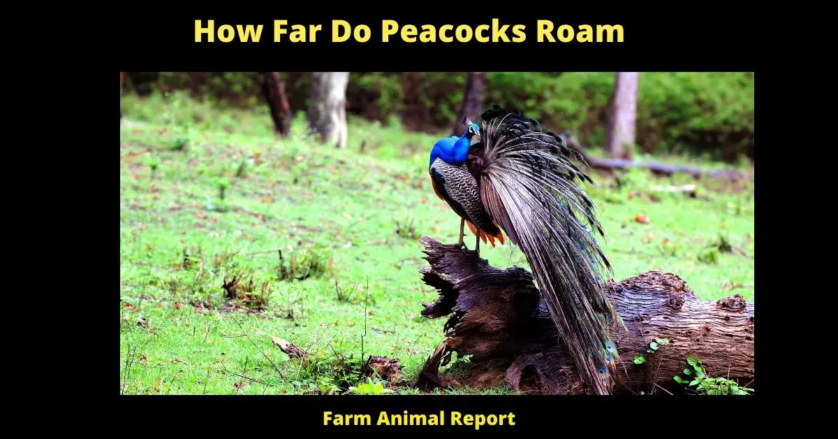 11 Factors: How Far Do Peacocks Roam? / Peafowl / Peahens / Peachicks 2