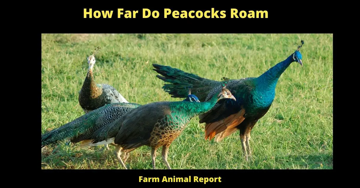 How Far Do Peacocks Roam
