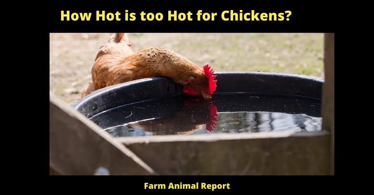 What Temperature is too Hot for Chickens