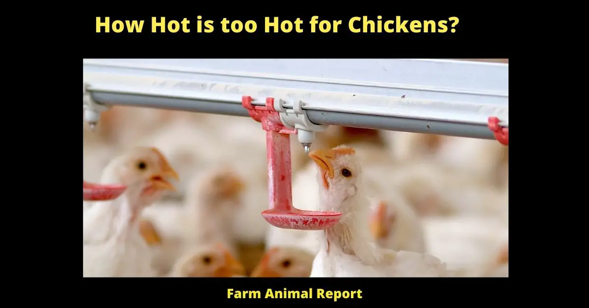 What Temperature is too Hot for Chickens