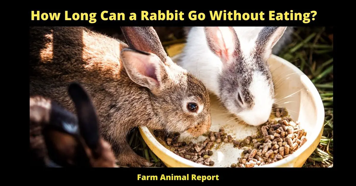 how long can a rabbit go without food - Rabbits are relatively small animals, so it's no surprise that people often wonder how long they can go without food. The answer depends on a few factors, including the age and health of the rabbit, as well as the availability of water. A healthy adult rabbit can usually survive for several days without food, but will start to show signs of weakness after about 48 hours. Younger and older rabbits are more susceptible to dehydration and will need access to water at all times. If you're concerned that your rabbit isn't eating enough, it's best to consult with a veterinarian. They can help you determine if there is a medical reason for the weight loss and make sure your rabbit is getting the care they need.