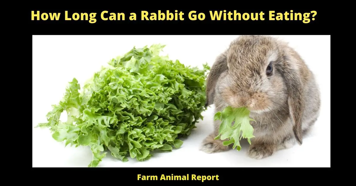How Long Can a Rabbit Go Without Eating