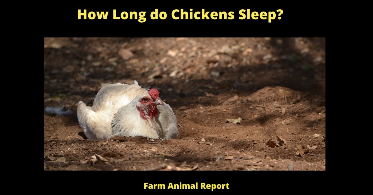 Do Chickens Sleep with their Eyes Open (2023)? 1