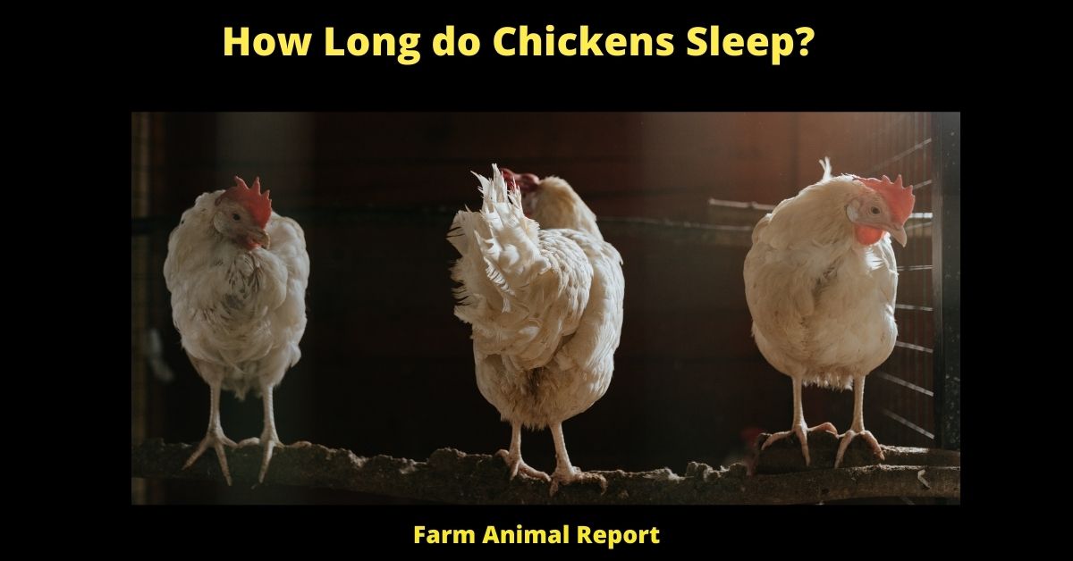Do Chickens Sleep with their Eyes Open? 2