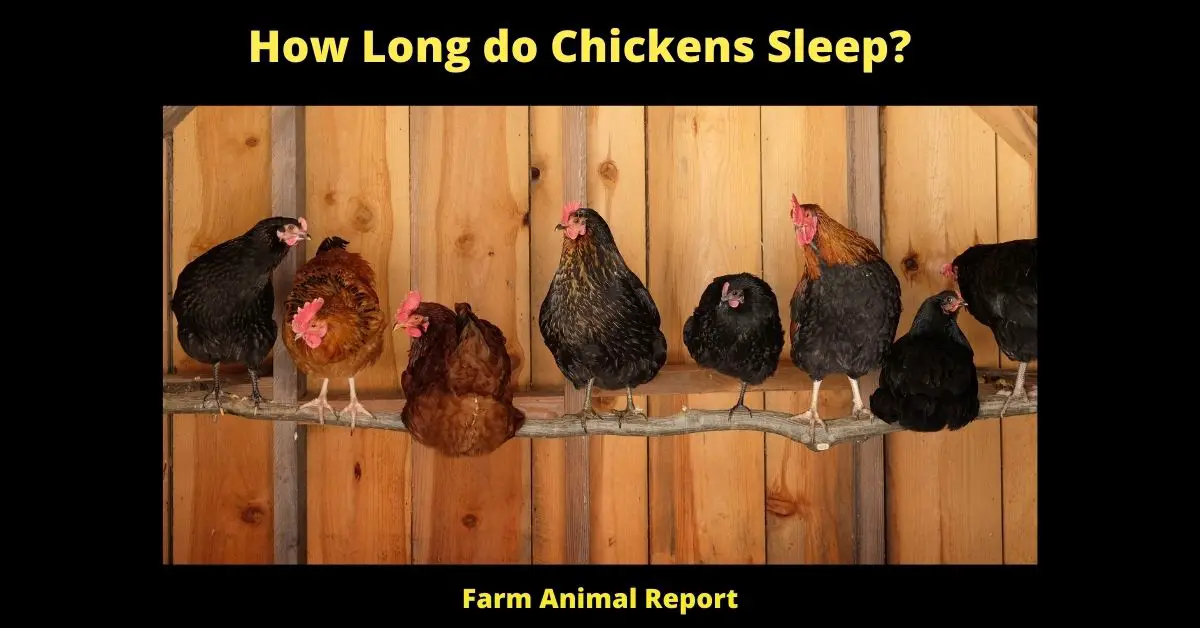 How Long do Chickens Sleep?