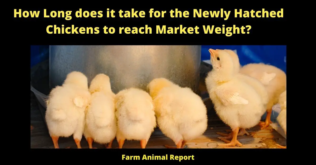How Long does it take for the Newly Hatched Chickens to reach Market Weight? 4