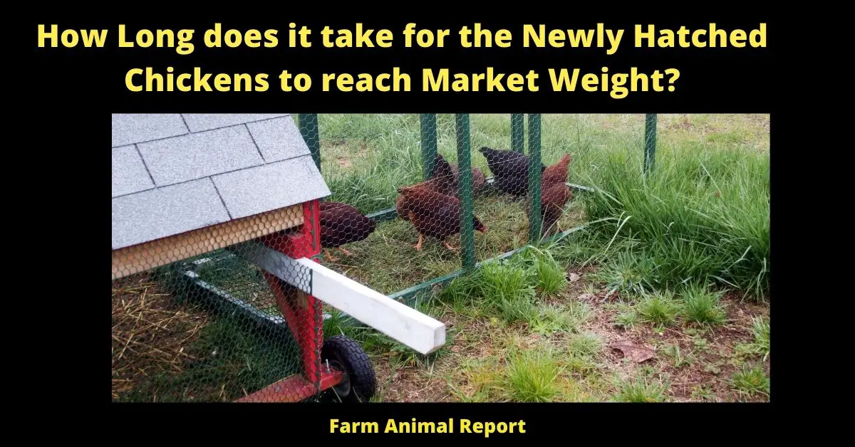 How Long does it take for the Newly Hatched Chickens to reach Market Weight? 6