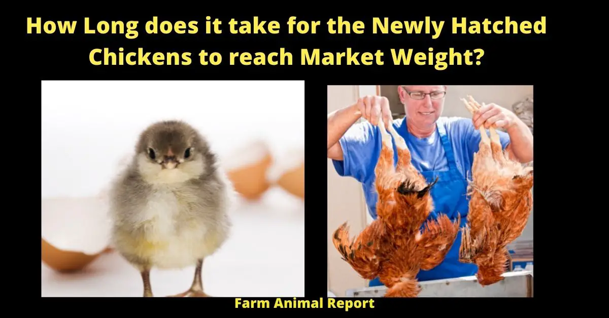 How Long does it take for the Newly Hatched Chickens to reach Market Weight?