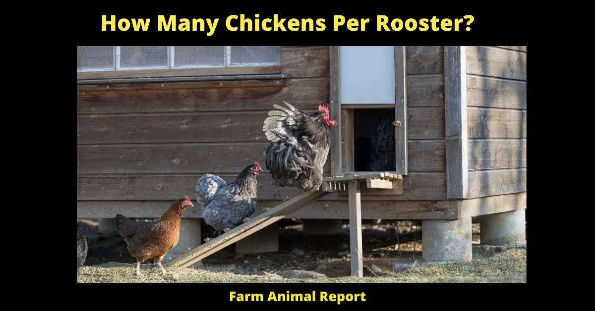 How Many Roosters per Hen | Chicken | Hens per Rooster 1