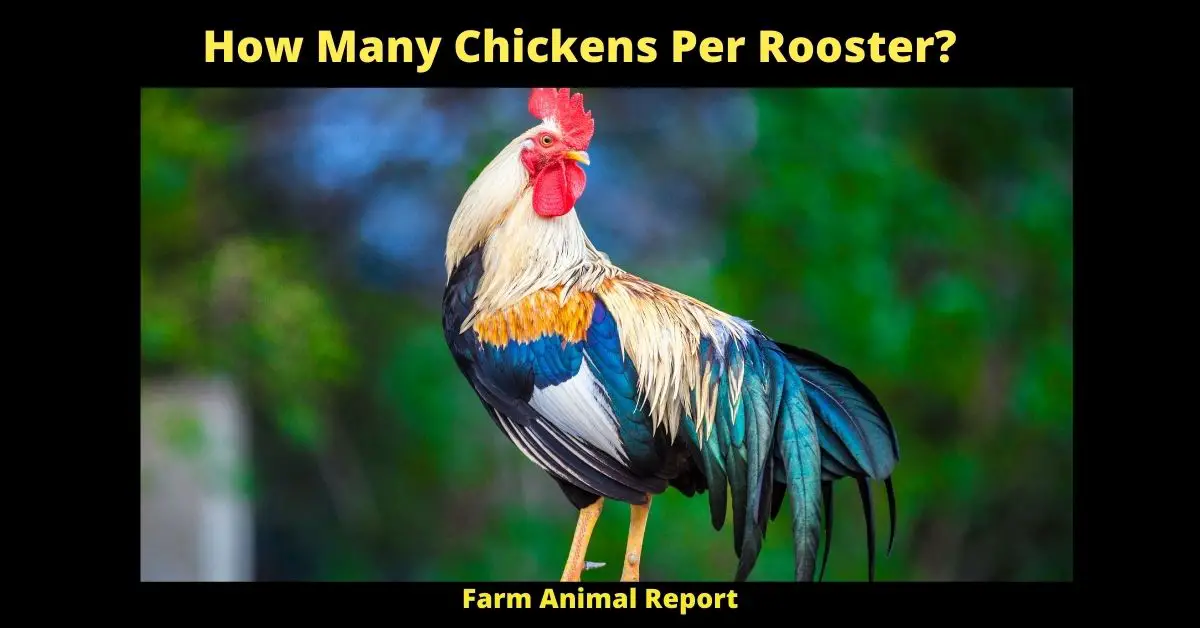 How Many Chickens Per Rooster?