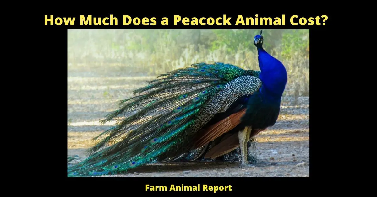How Much Does a Peacock Cost | Peacock 2