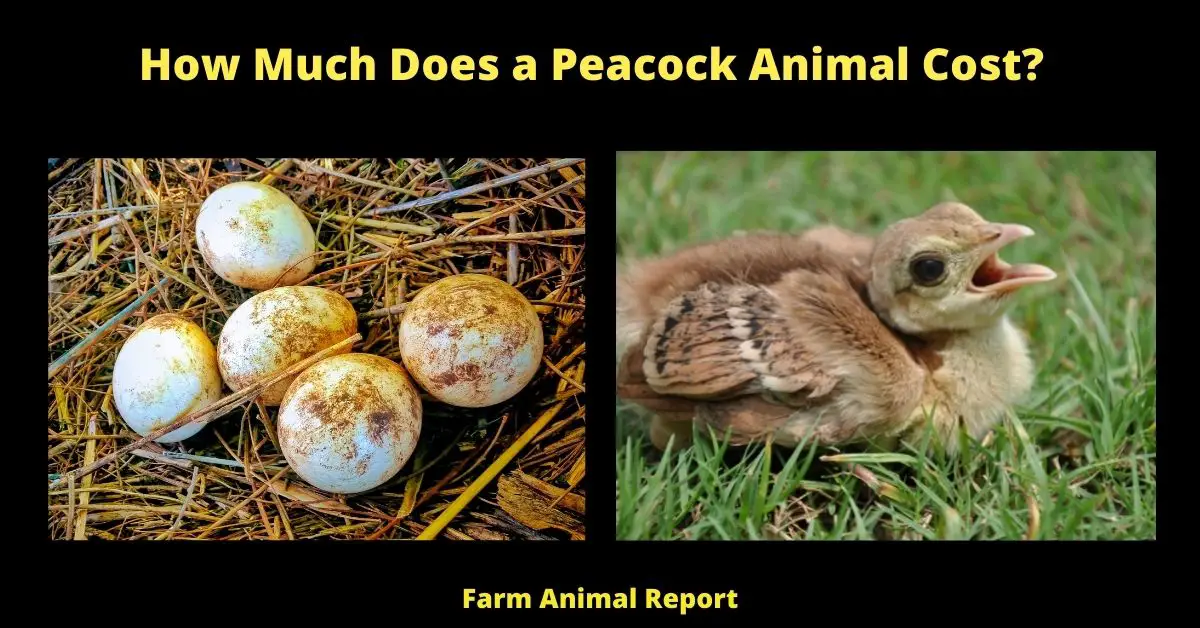 How Much Does a Peacock Animal Cost?