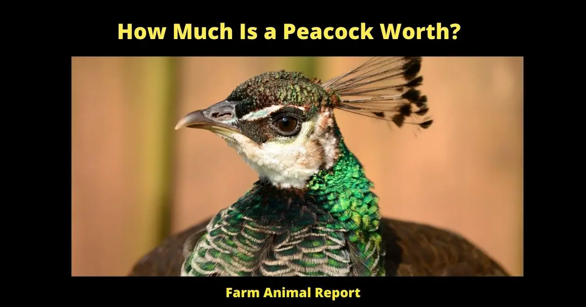 how much is a peacock
If you're looking for the best place to buy peacocks, there's no need to look any further than your local farm. Peacocks are typically quite hardy birds, so they can be raised in a wide variety of climates. They also have a relatively long lifespan, so they make great lifelong companions. When it comes to buying peacocks, you'll want to purchase them from a reputable source that offers a good selection of healthy birds. A good farm will have a variety of peacocks to choose from, and will be able to provide you with information about their care and diet. Once you've found the perfect place to buy your peacocks, you'll be able to enjoy their beauty and grace for many years to come.