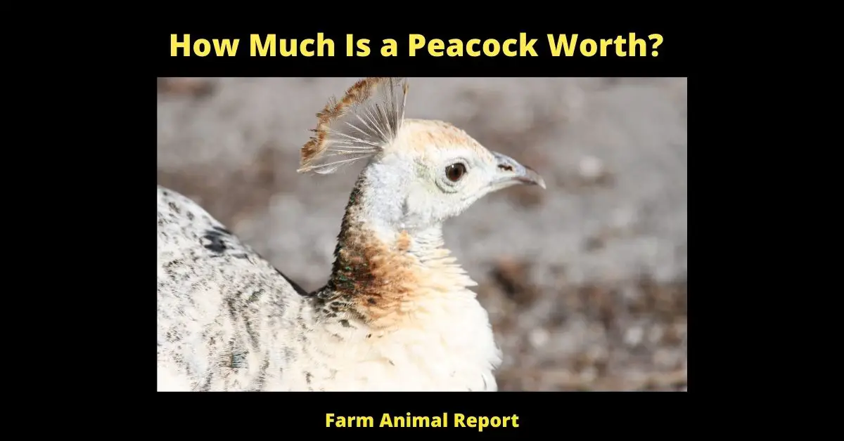 How Much Is a Peacock Worth?