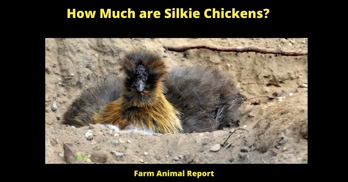 How Much are Silkies Chickens? 2