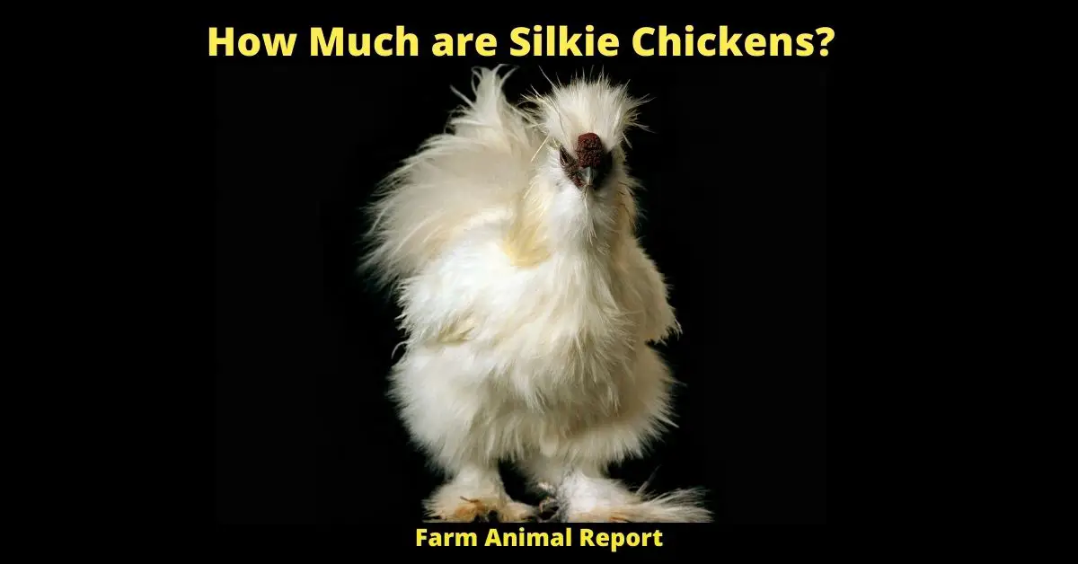 How Much are Silkie Chickens?
