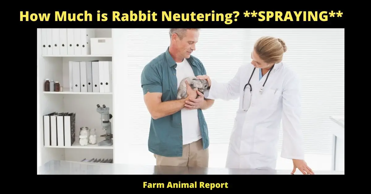 How Much is Rabbit Neutering? **SPRAYING** 1