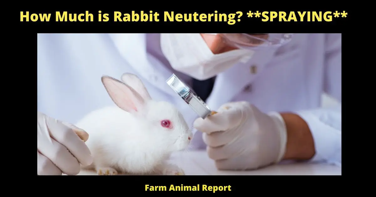 How Much is Rabbit Neutering? **SPRAYING** 2