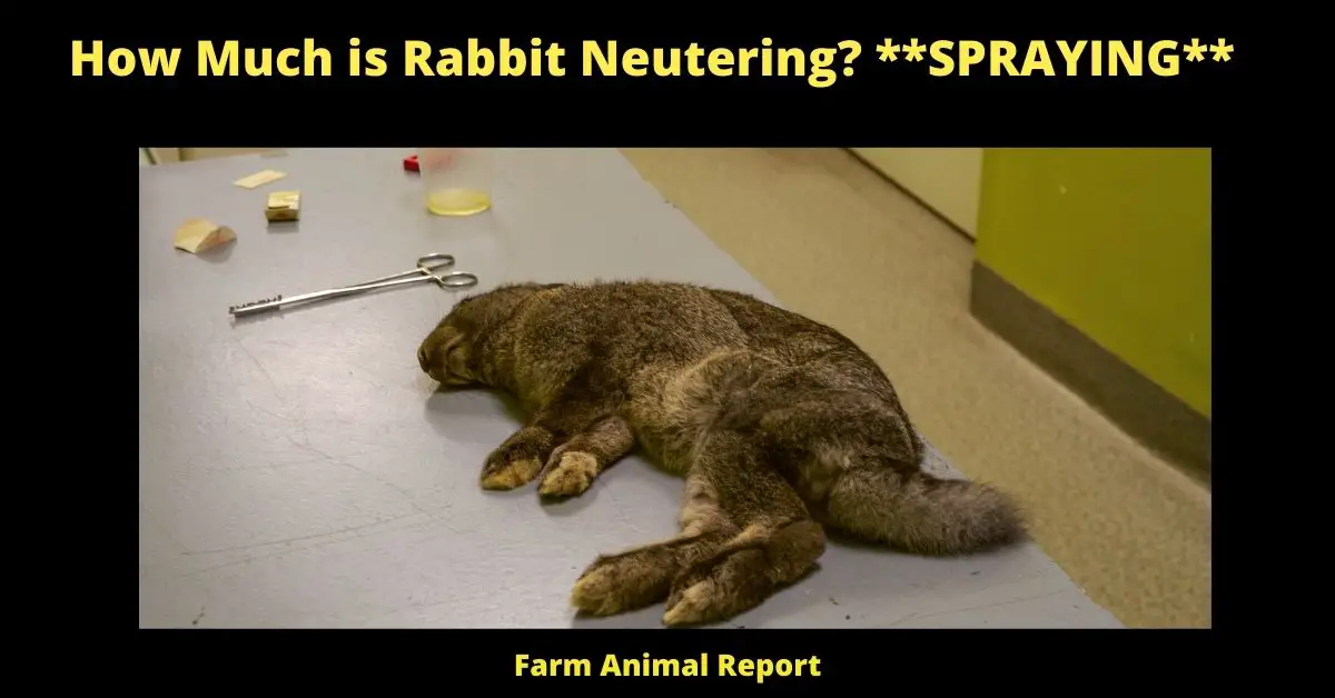 How Much is Rabbit Neutering SPRAYING