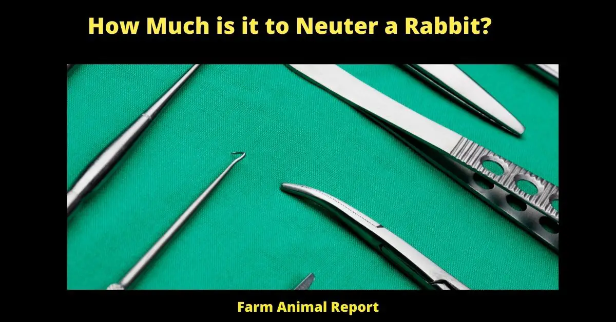 How Much is it to Neuter a Rabbit? 1