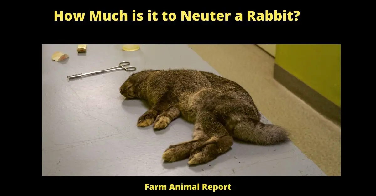 How Much is it to Neuter a Rabbit? 2