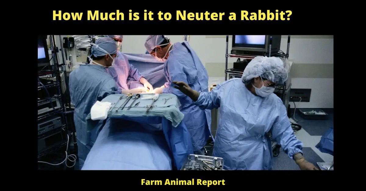 How Much is it to Neuter a Rabbit?