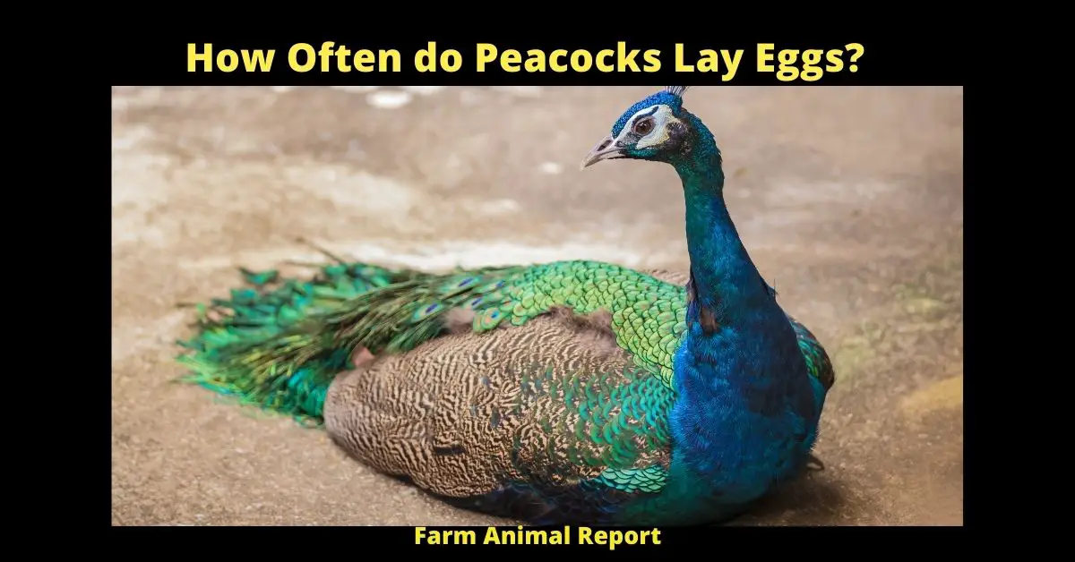 How Often do Peacocks Lay Eggs? **NEST** 2
