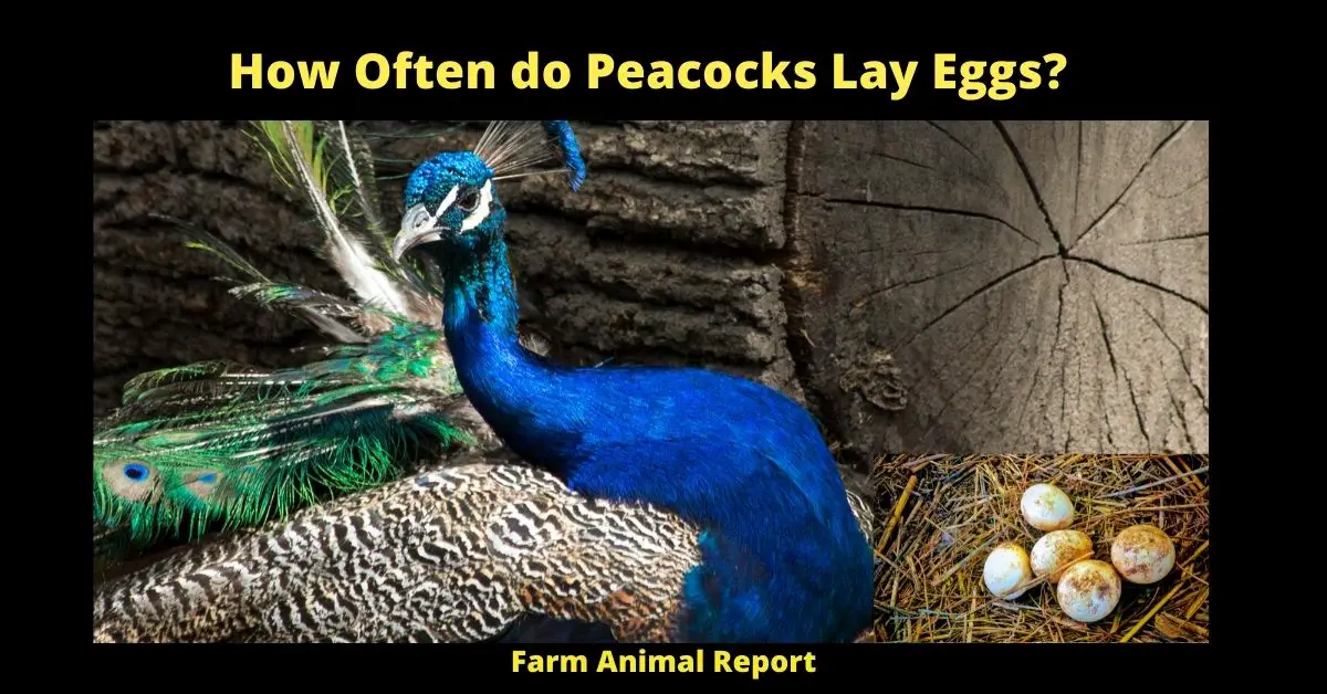 How Often do Peacocks Lay Eggs?