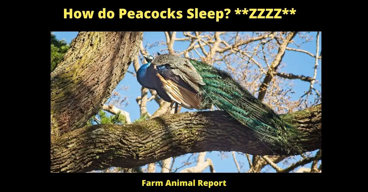 Where do Peacocks Sleep | Peacocks | Sleeping **ZZZZ** 1