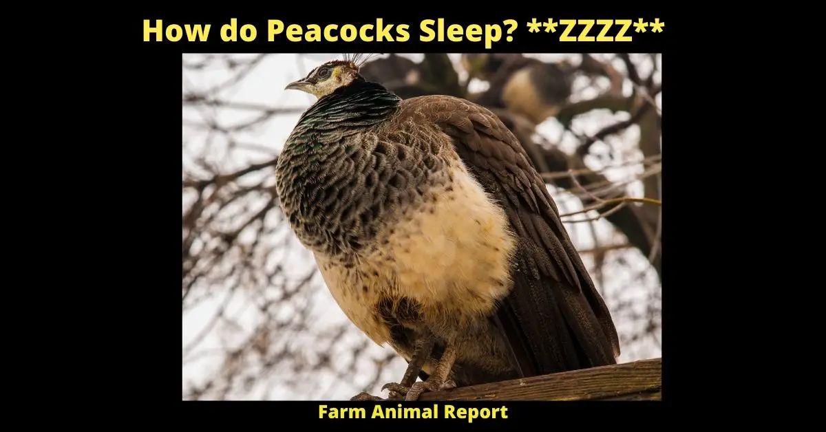 Where do Peacocks Sleep (2023) | Peacocks | Sleeping **ZZZZ** 2