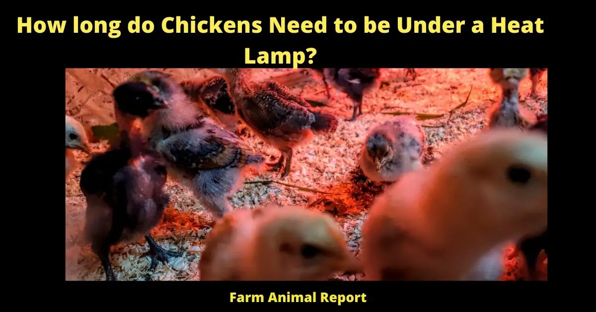 Will Chickens Die without a Heat Lamp | Chickens | Chicks | PDF | Without Heat (2023) Baby Chick Temperature Chart? 2